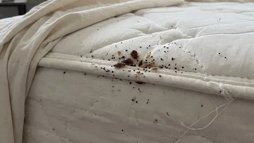 Bed bugs, pale eggs, translucent shed skins and heavy fecal staining along a white quilted mattress seam