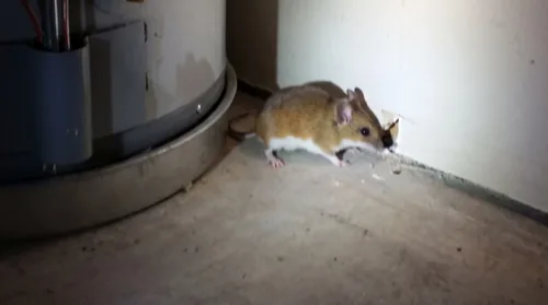 Deer mouse beside a water heater at a hole it has gnawed through the drywall, showing a white belly and large ears