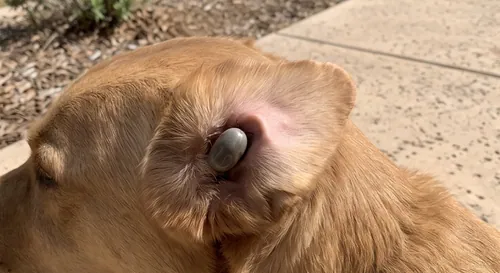 Large engorged gray tick attached inside the ear flap of a golden retriever