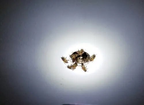 Honey bees clustered around a small opening they have worked through an interior ceiling, lit by a flashlight