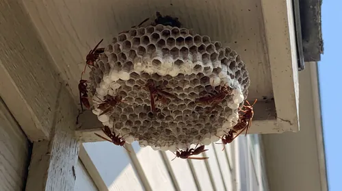 Paper wasp nest with exposed hexagonal comb under a porch eave, roughly eight red paper wasps on the cells