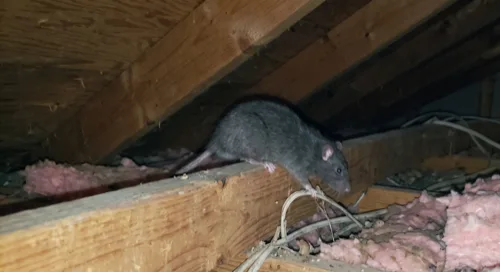 Roof rat walking along an attic joist beside electrical cabling and fiberglass insulation
